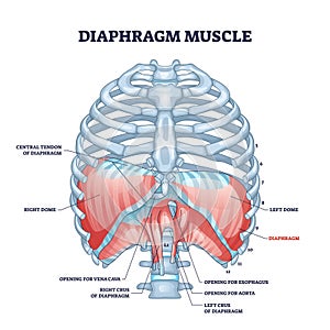 Diaphragm muscle structure with transparent ribcage bones outline diagram photo