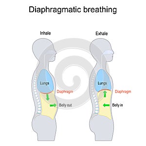 Diaphragmatic breathing. abdominal, belly or deep breathing