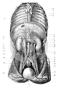 Diaphragmatic region in the old book D`Anatomie Chirurgicale, by B. Anger, 1869, Paris