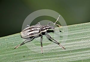 Diaprepes Root Weevil insect beetle on a leaf.