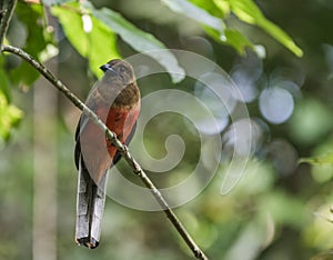 Diard`s Trogon female sitting on a small branch in the rairforest in Sepilok, Borneo, Sabah, Malaysia