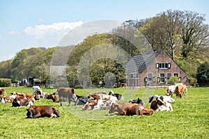 Diary cows ruminating on pasture in polder between \'s-Graveland and Hilversum, Netherlands