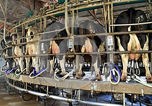 Diary Industry - Cow milking facility