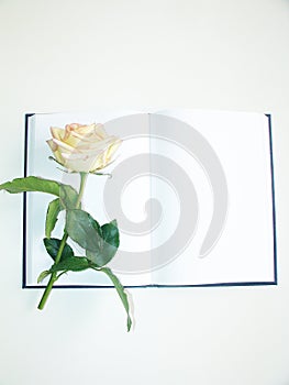 Diary and rose isolated white background Sao Paulo Brazil