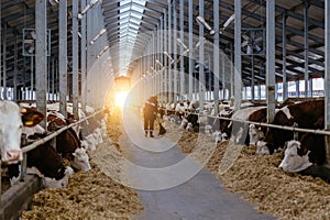 Diary thoroughbred cows in modern free livestock stall