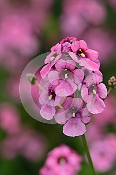 Diascia personata