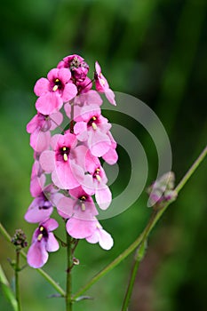 Diascia personata