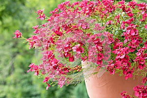 Diascia personata or Masked twinspur flower in the hanging pot