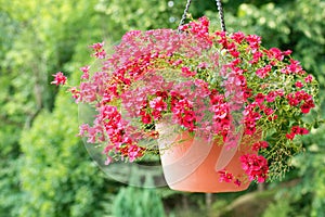 Diascia personata or Masked twinspur flower in the hanging pot