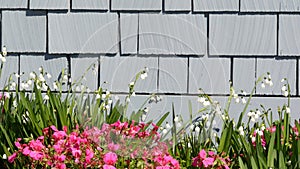 Diascia and snowflake flowers, California USA. Snowbell dewdrop tender bloom. Home gardening, american decorative photo