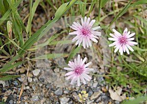 Diasies at the garden. Wild plants and flowers. Natural backgrounds