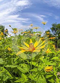 Diasy in garden