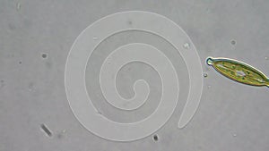 Diatom alga cell