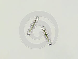 Diatom algae under microscopic view
