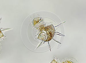 Diatom, golden yellow algae under microscopic view