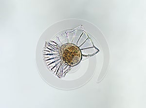 Diatom, golden yellow algae under microscopic view