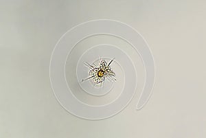 Diatom, golden yellow algae under microscopic view