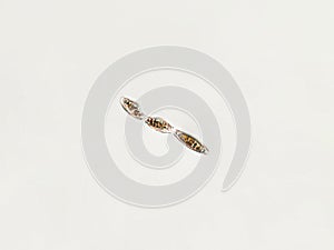 Diatom under algae microscopic view
