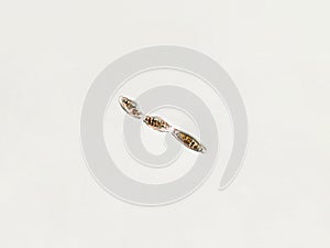 Diatom under algae microscopic view