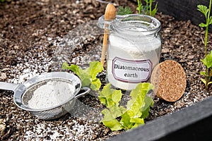 Diatomaceous earth( Kieselgur) powder in jar for non-toxic organic insect repellent.