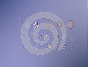 Diatoms from the sea under the microscope