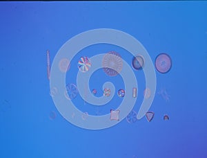 Diatoms from the sea