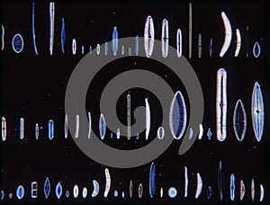 Diatoms from the sea