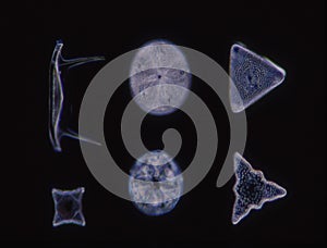 Diatoms from the sea