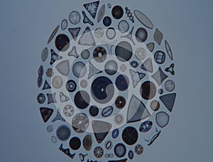Diatoms from the sea