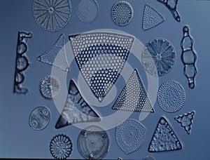 Diatoms from the sea photo
