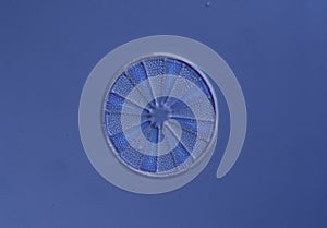 Diatoms from the sea