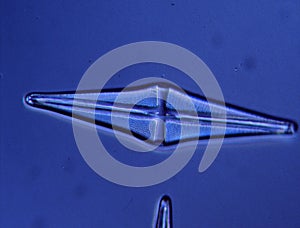 Diatoms from the sea