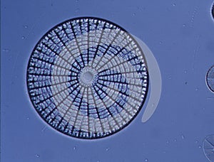 Diatoms from the sea photo