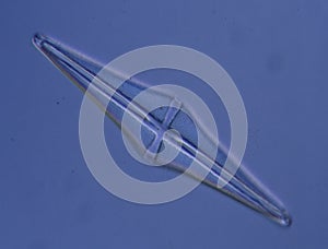 Diatoms from the sea