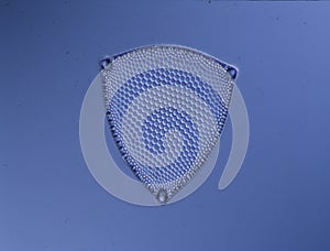 Diatoms from the sea