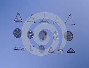 Diatoms from the sea under the microscope