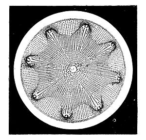 Diatoms, vintage engraving photo
