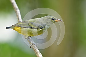 Dicaeum trigonostigma, feale of Orange-bellied flowerpecker pale yellow to green back and head  bird perching on tree branch