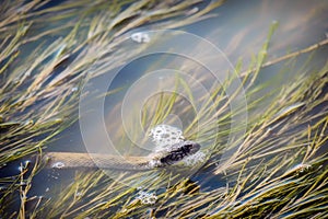 Dice snake appeared from the depths of the lake