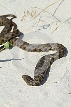 Dice snake after eating a fish