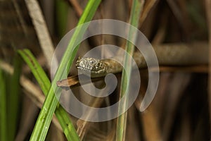 The dice snake from the Krka River