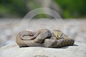 Dice snake Natrix tessellata