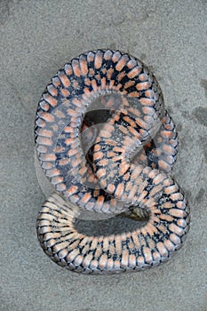 Dice snake Natrix tessellata