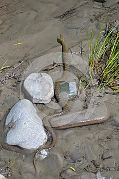 Dice snake Natrix tessellata