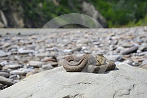 Dice snake Natrix tessellata