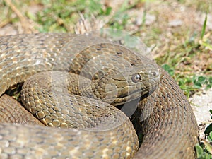 Dice snake Natrix tessellata