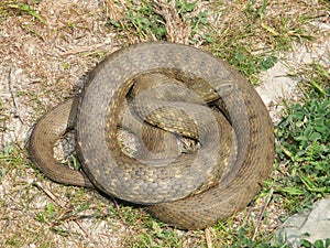 Dice snake Natrix tessellata