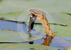 The dice snake Natrix tessellata caught a fish and eat it