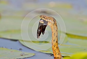 The dice snake Natrix tessellata caught a fish and eat it