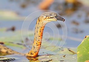 The dice snake Natrix tessellata caught a fish and eat it